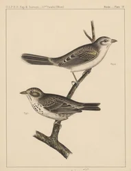 Vögel, Tafel IV, 1855